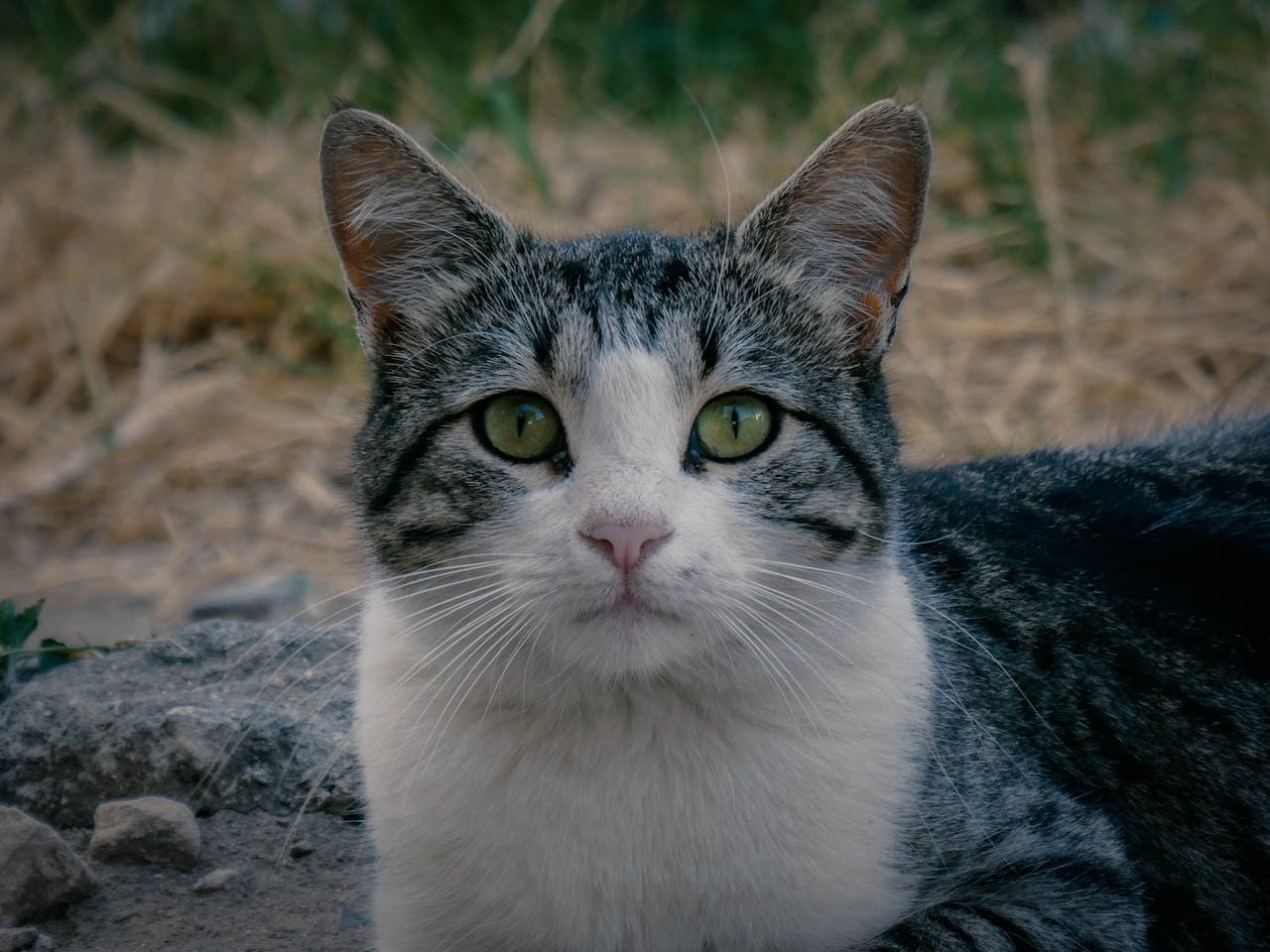 How to Keep Your Pet Active Indoors